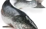 salmon fish